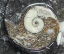 Heart Shaped Fossil Goniatite Dish #61286-2
